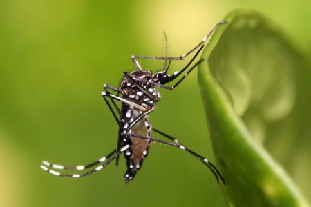 Coconuts to fight against dengue