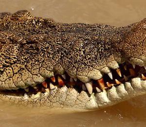 Crocodile attacks in Australia, boy feared dead