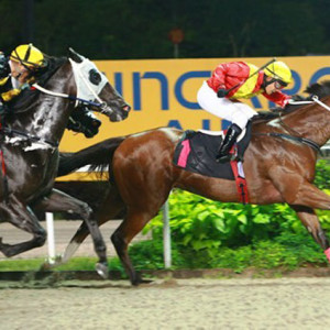 Video: Horses run over man at Singapore track