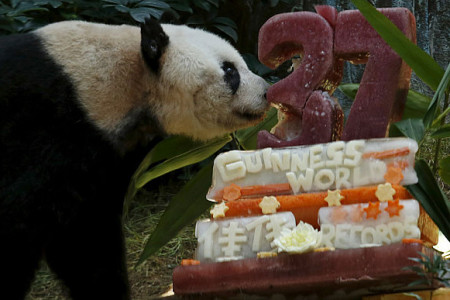 World’s Oldest Panda in Captivity Celebrates 37th Birthday