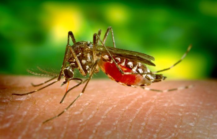 West Nile Virus present in Mosquitoes