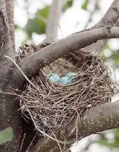 Thousands of birds nests and eggs abandoned on Florida Island