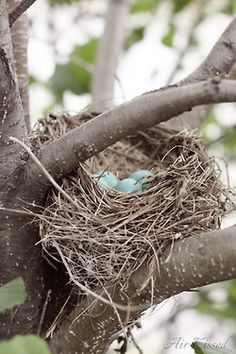 birds nests and eggs abandoned