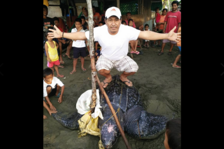 PHILIPPINES: Sea Turtle caught in Samar went viral