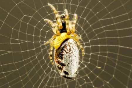 Cruel wasps resulting spider temporary paralyze