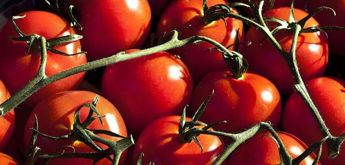 Tomatoes